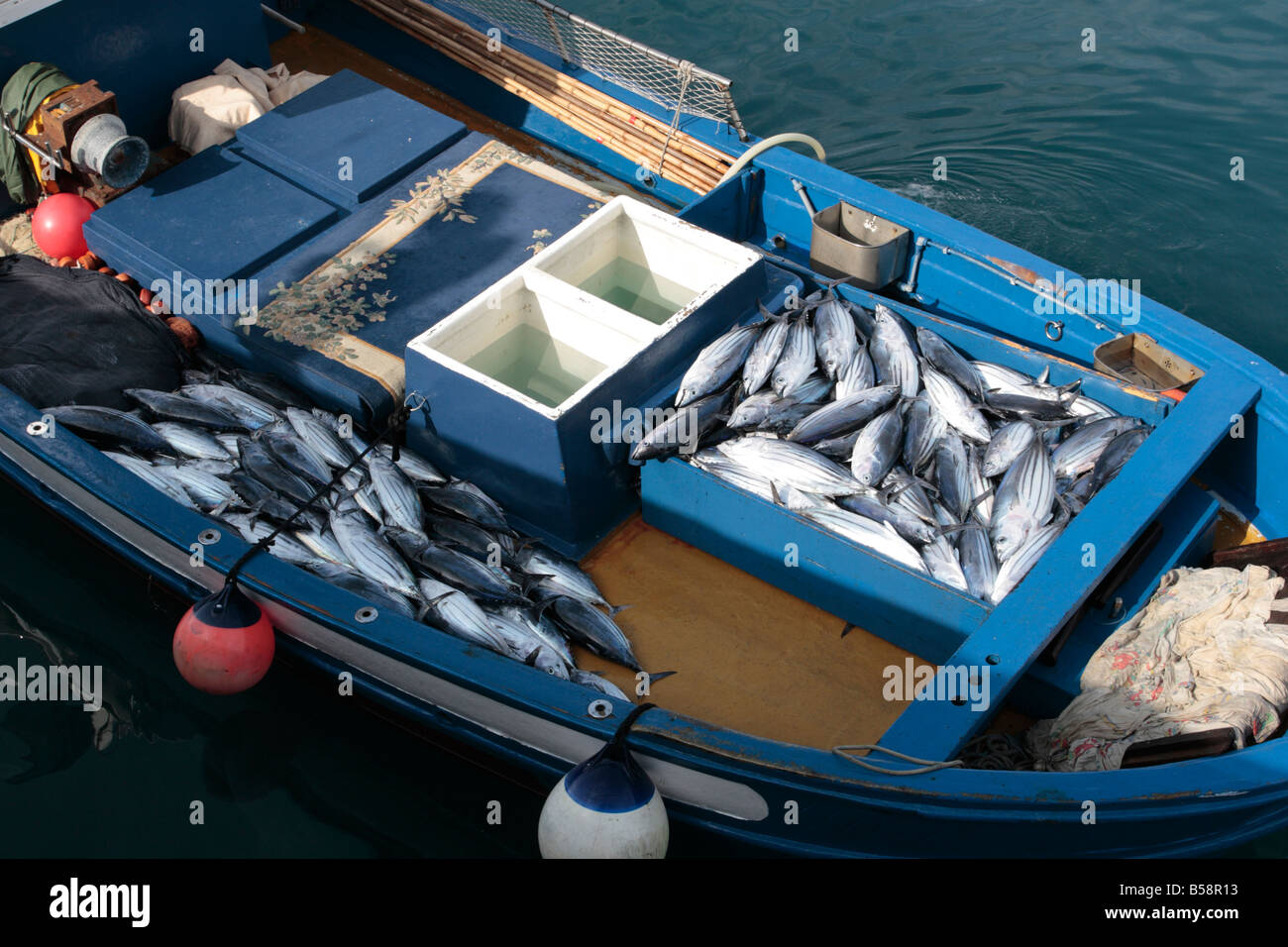 Bonito Thunfisch auf dem Deck eines Bootes, die Ankunft in Playa San Juan-Teneriffa-Kanarische Inseln-Spanien Stockfoto