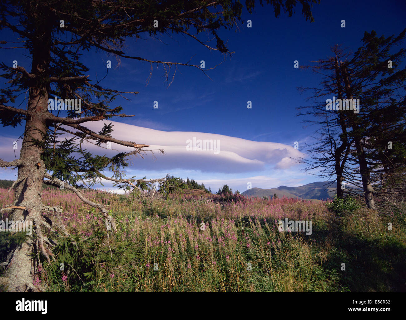 Sommer Abend, Col de Guery, Parc Naturel Regional des Vulkane d ' Auvergne, Puy-de-Dome, Auvergne, Massif Central, Frankreich Stockfoto