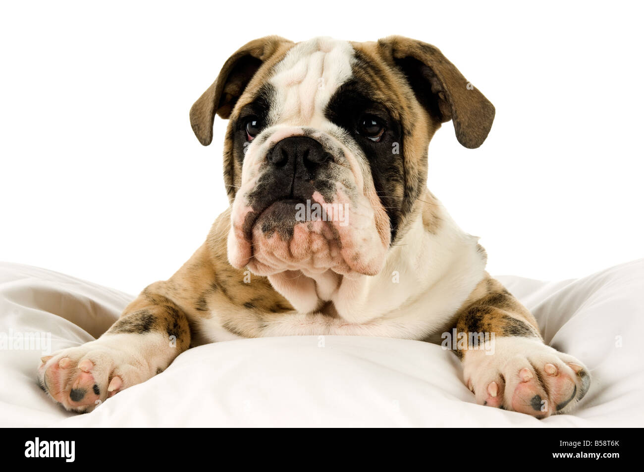 Bulldogge Welpen isoliert auf weißem Hintergrund Stockfoto