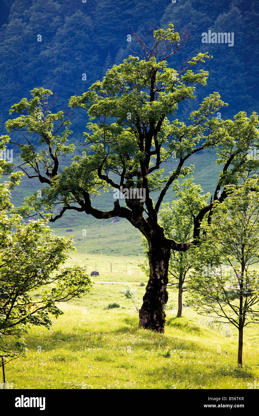 Österreich, Tytol, Karwendel, Engtal, Grosser Ahornboden Stockfoto