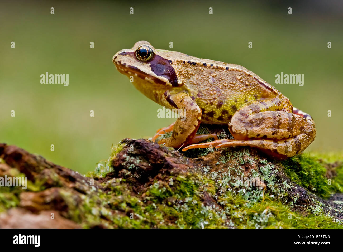 GEMEINSAMEN Frosch Rana temporaria Stockfoto