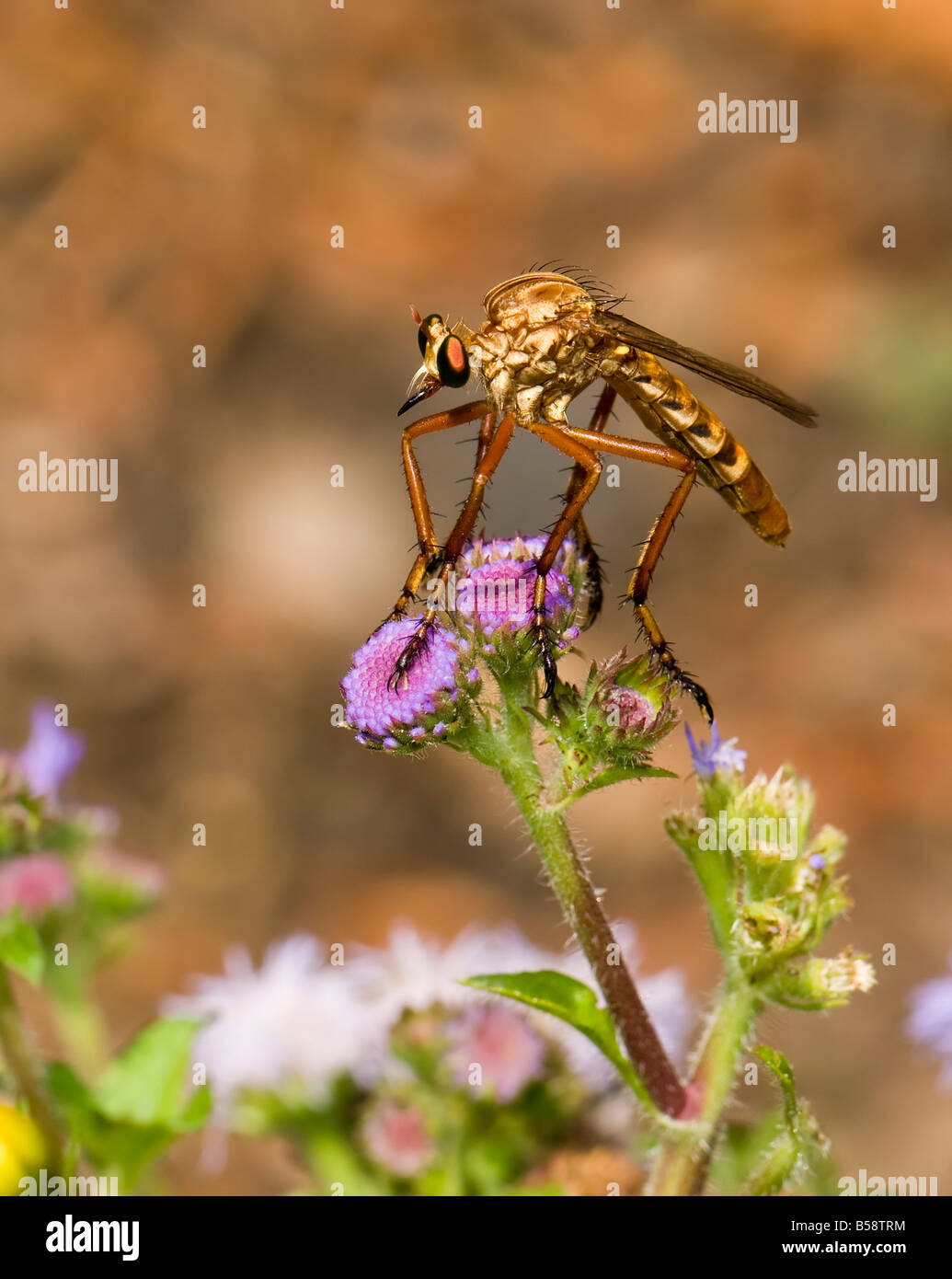 Ein Assassine fliegen, auch bekannt als ein Räuber. Familie Asilidae. Oklahoma, USA. Stockfoto