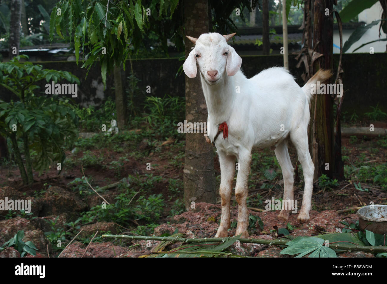 Eine Susse Weisse Ziege Suchen Direkt Unter Dem Grun Stockfotografie Alamy