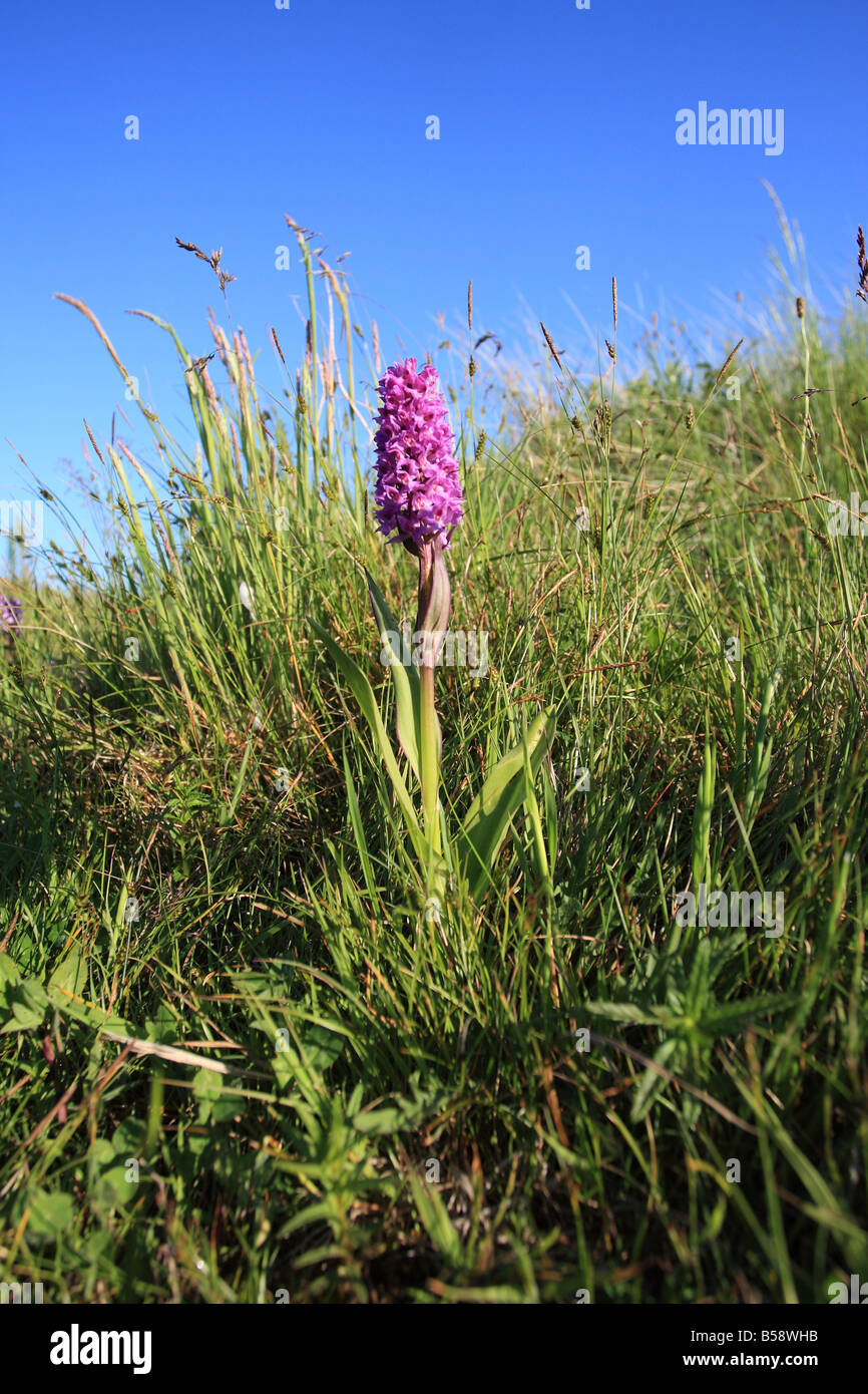 FRÜHE KNABENKRAUT Dactylorhiza Wurzelsud Pflanze IN Blüte CLOSE UP Stockfoto