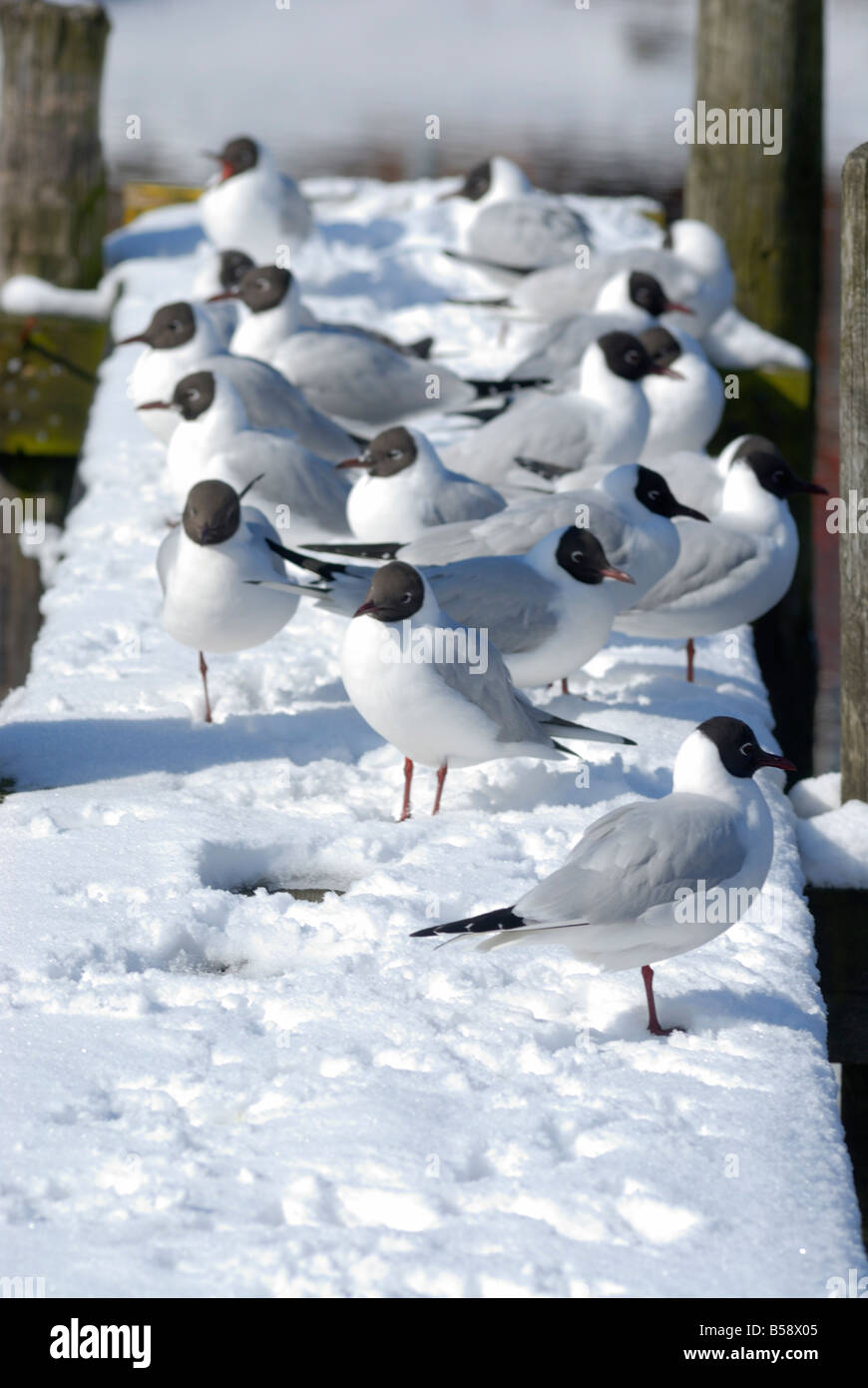 schwarze Leitung Möve, Larus Ridibundus, Schweden Stockfoto