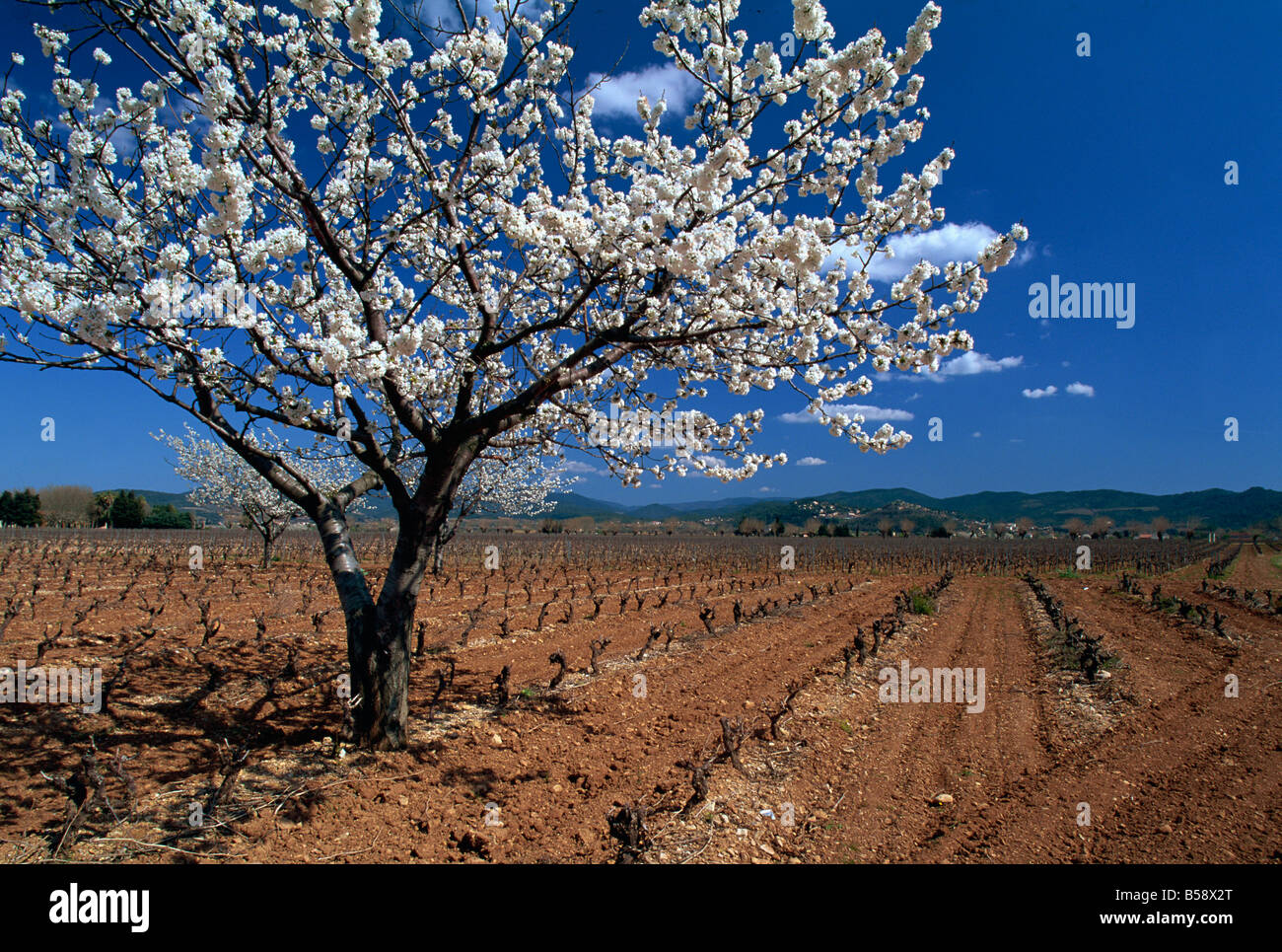 Blüte, Provence, Frankreich, Europa Stockfoto