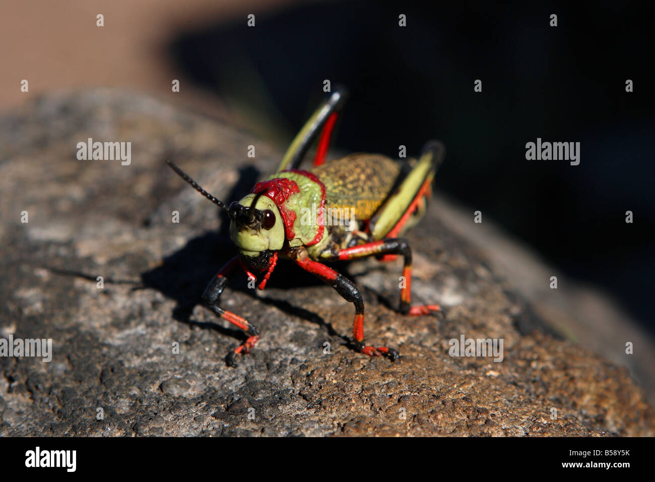 Gemeinsamen Seidenpflanze Locust (Phymateus Morbilosus) - Südafrika Stockfoto