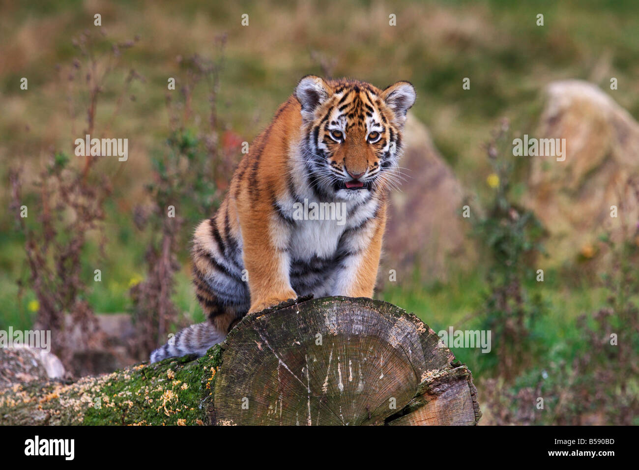 Sibirische Tiger Cub sitzen auf einem Baum Stockfoto