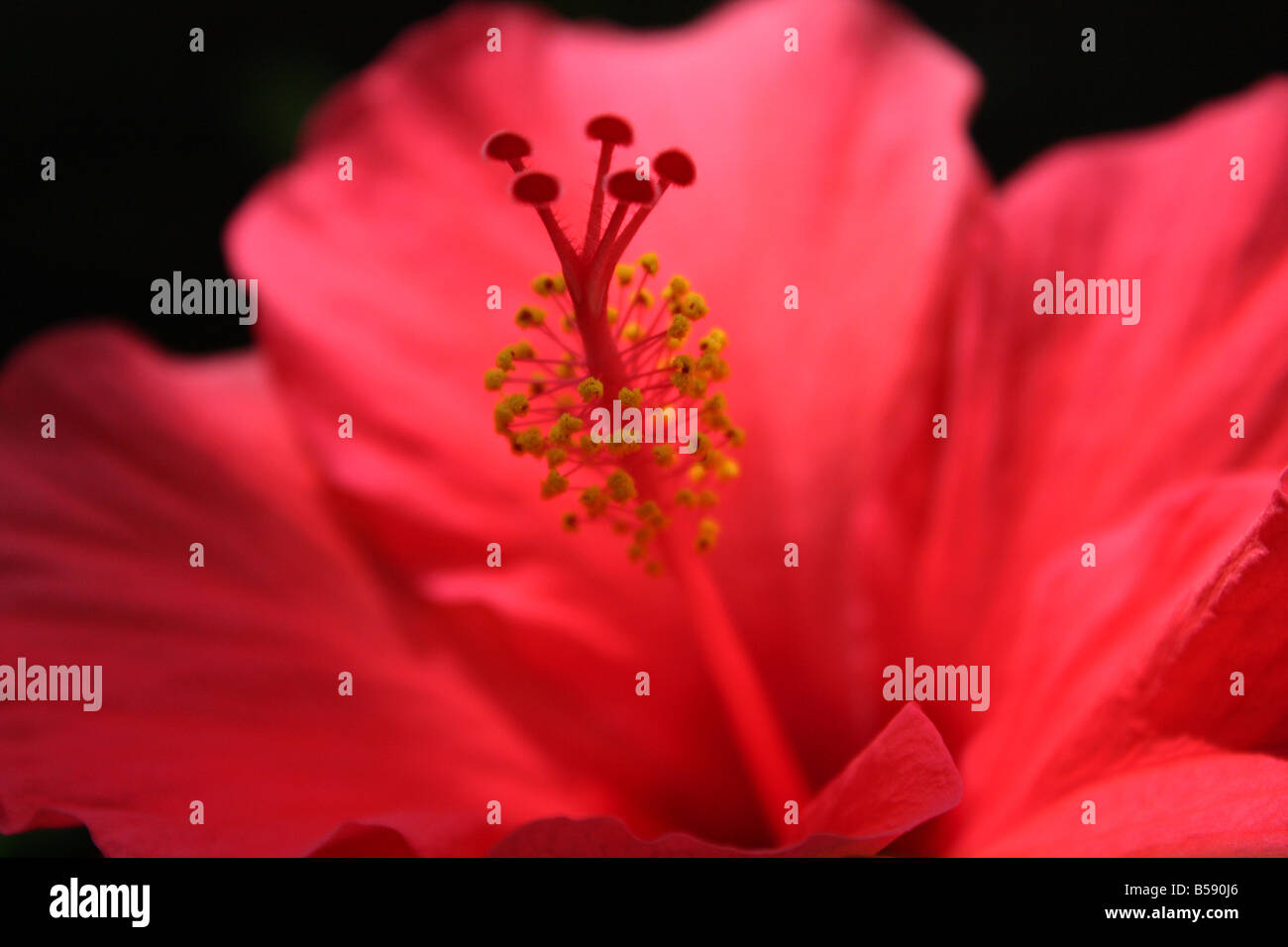 USA. Am Nachmittag ist eine tropische rote Hibiskus erfasst. Stockfoto