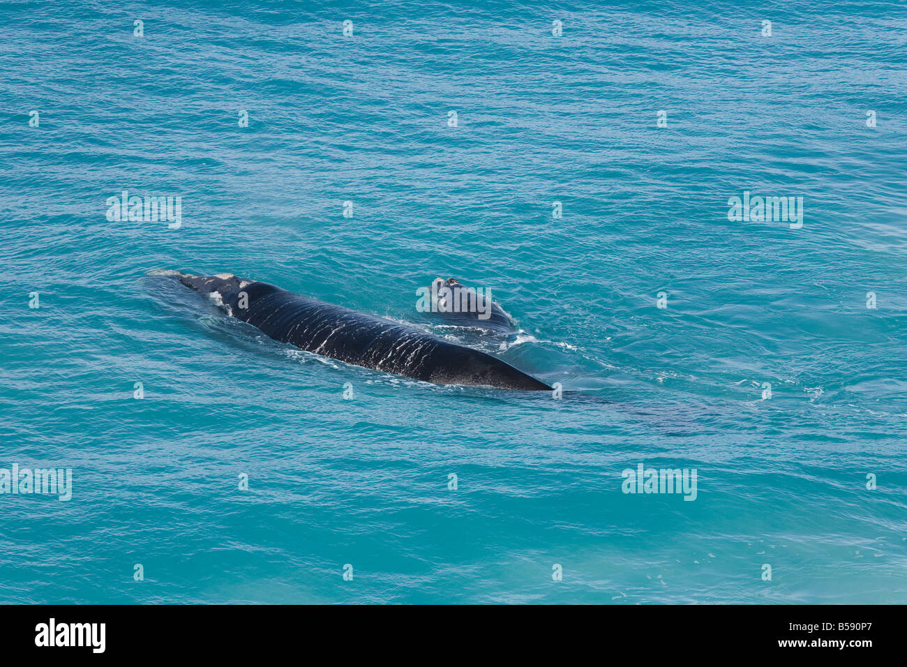 Mutter und Kalb Southern Right Whale Bunda Klippen Nullarbor Plain South Australia Stockfoto