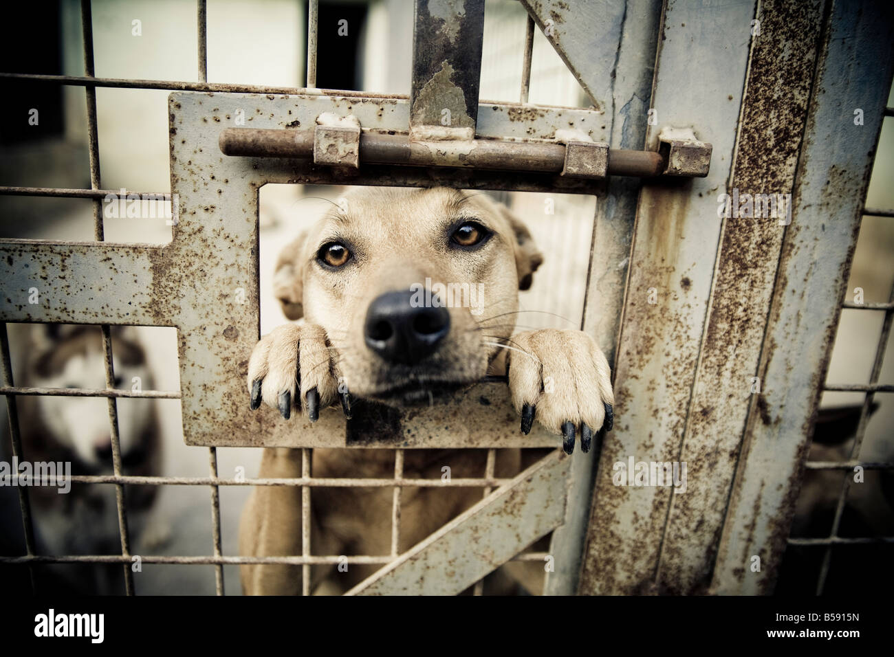 Hund im Tierheim. Stockfoto