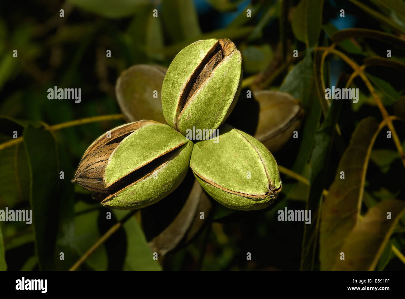 Die Pekannuss Carya Illinoinensis oder Illinoensis ist eine Art von Hickory-Baum. Stockfoto