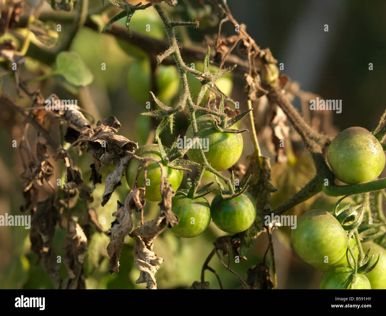 Tomaten und Knollenfäule Stockfoto