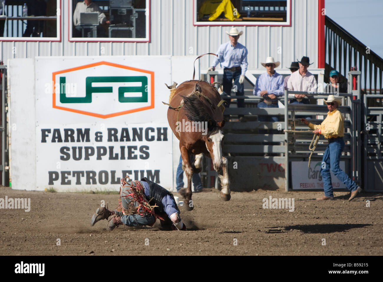 Cowboy bockte während bareback Rodeo-Wettbewerb mit Pferd Ruckeln über Oberseite von ihm ab. Stockfoto