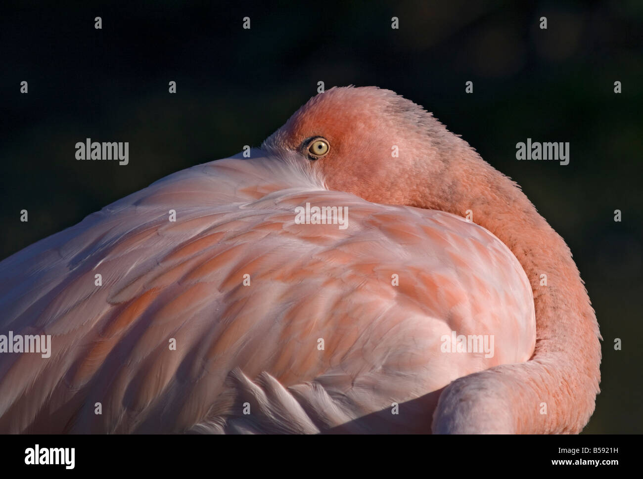 Chilenische Flamingo (Phoenicopterus Chilensis) dösen Stockfoto
