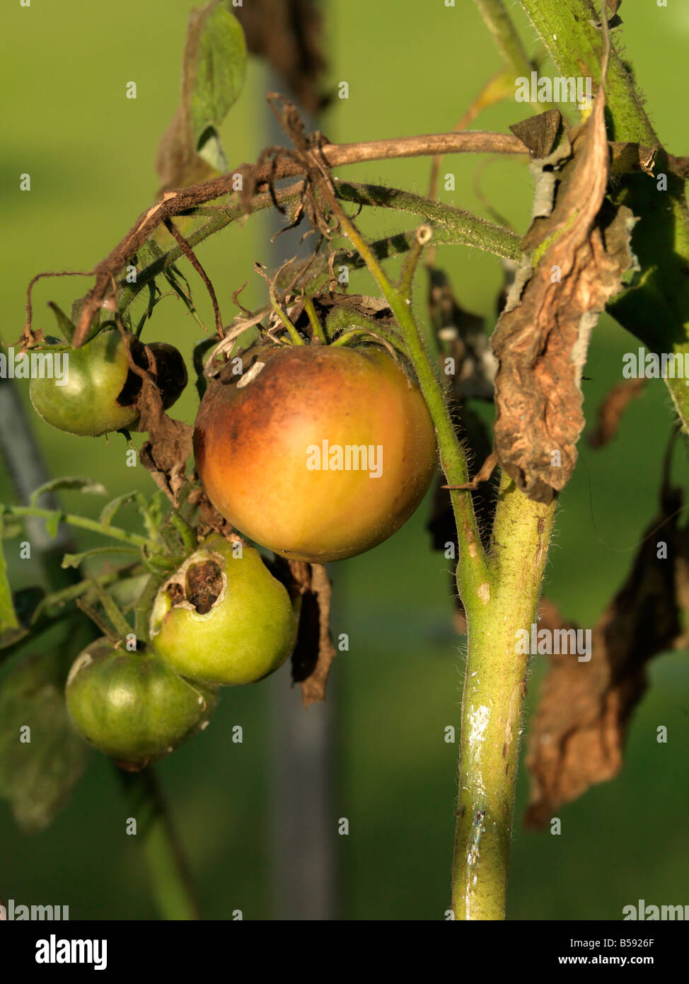 Tomaten und Knollenfäule Stockfoto