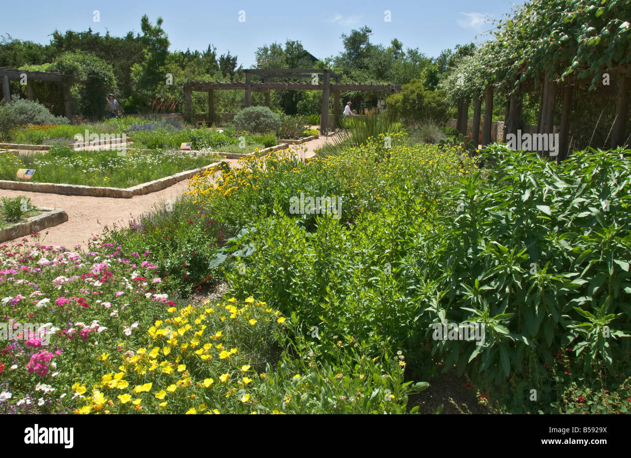 Texas Hill Country Austin Lady Bird Johnson Wildflower Center Themengärten Stockfoto