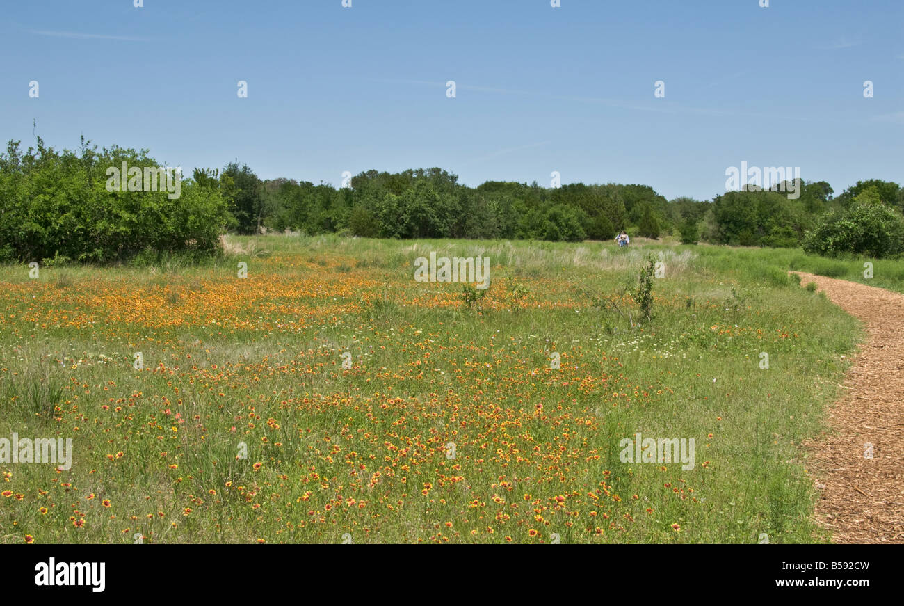 Texas Hill Country Austin Lady Bird Johnson Wildflower Center Savanne Wiese Trail Stockfoto