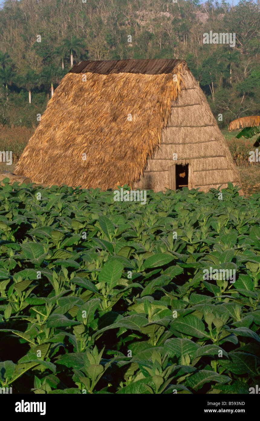 Tabak-Plantage, Kuba, Karibik, Mittelamerika Stockfoto