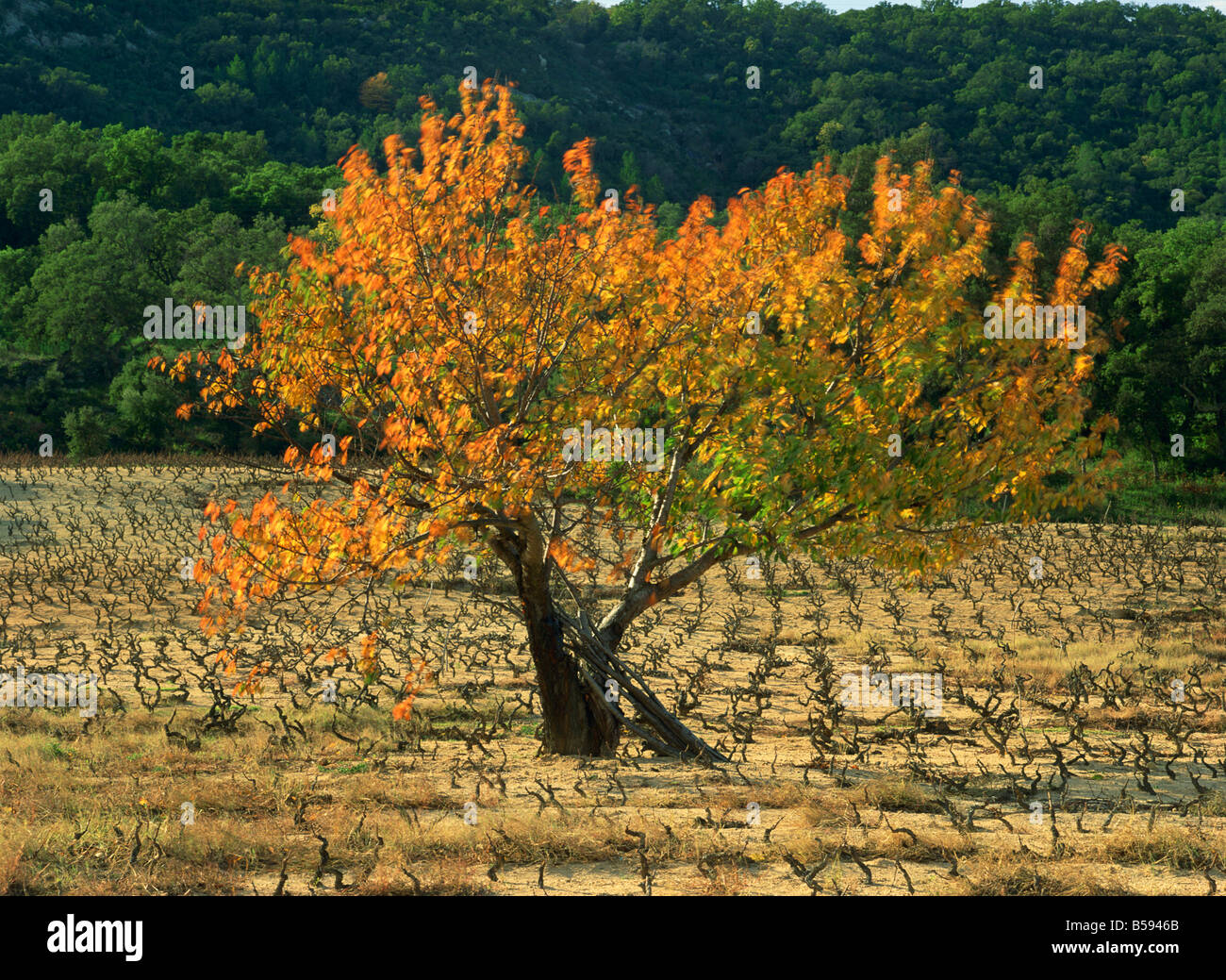 Ein Feigenbaum in Weinbergen im Herbst in Provence Frankreich M