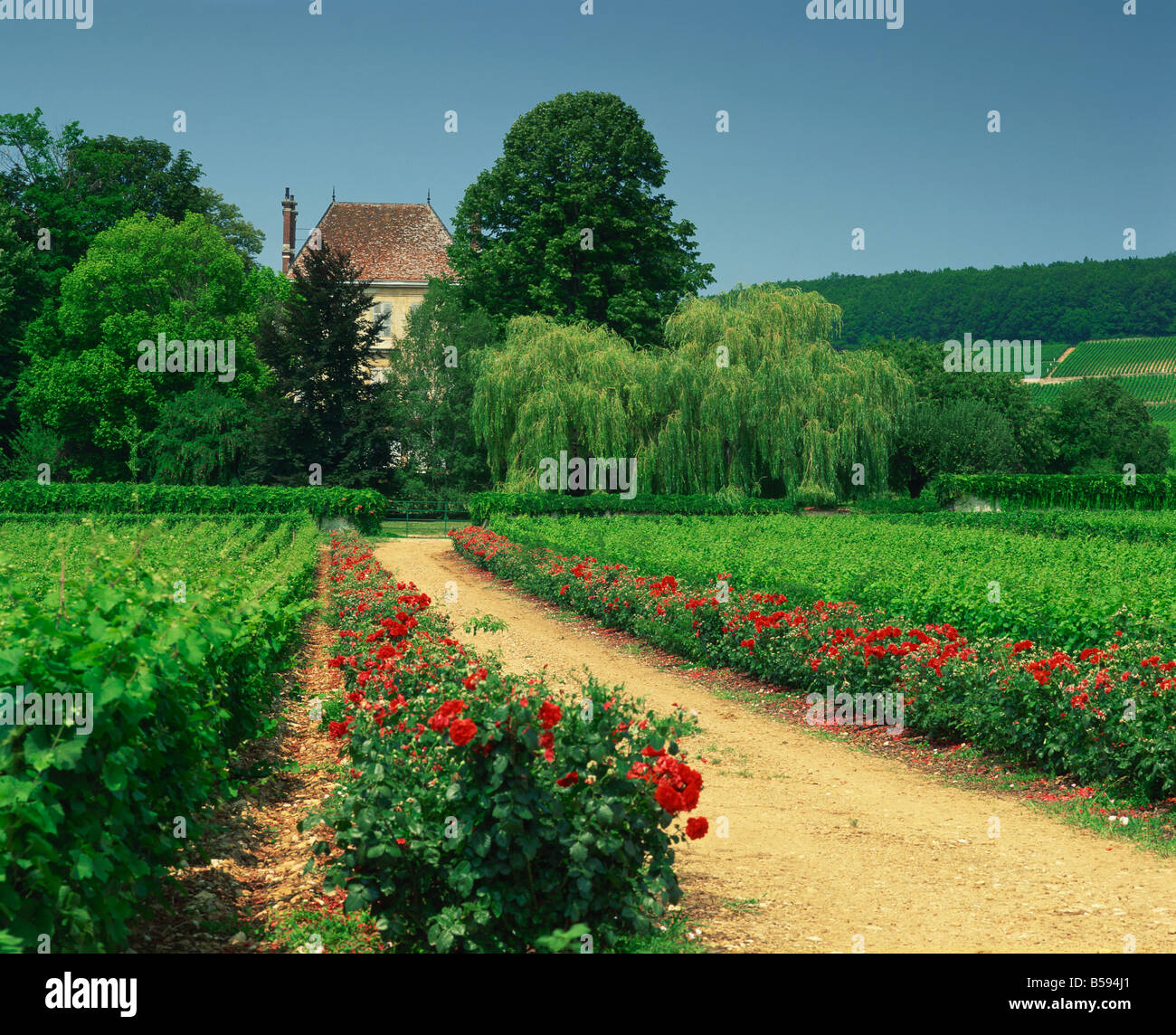 Côtes de Beaune Weinberge NR Beaune Burgund Frankreich M Busselle Stockfoto