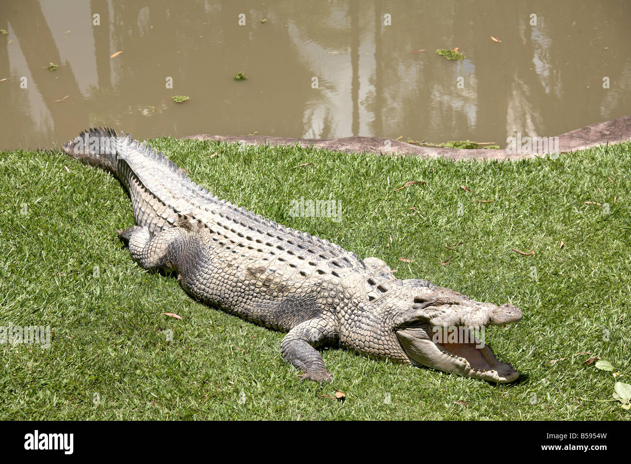 Krokodil liegend Rasen Mund öffnen neben Pool Australia Zoo Tiere Wildpark Sunshine Coast Queensland QLD Australien Stockfoto
