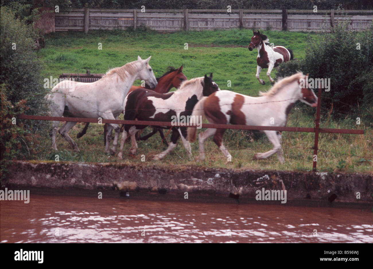 Pferde spielen und jagen einander in einer Koppel neben dem Shropshire Union Canal, in der Nähe von Nantwich, Cheshire, England Stockfoto