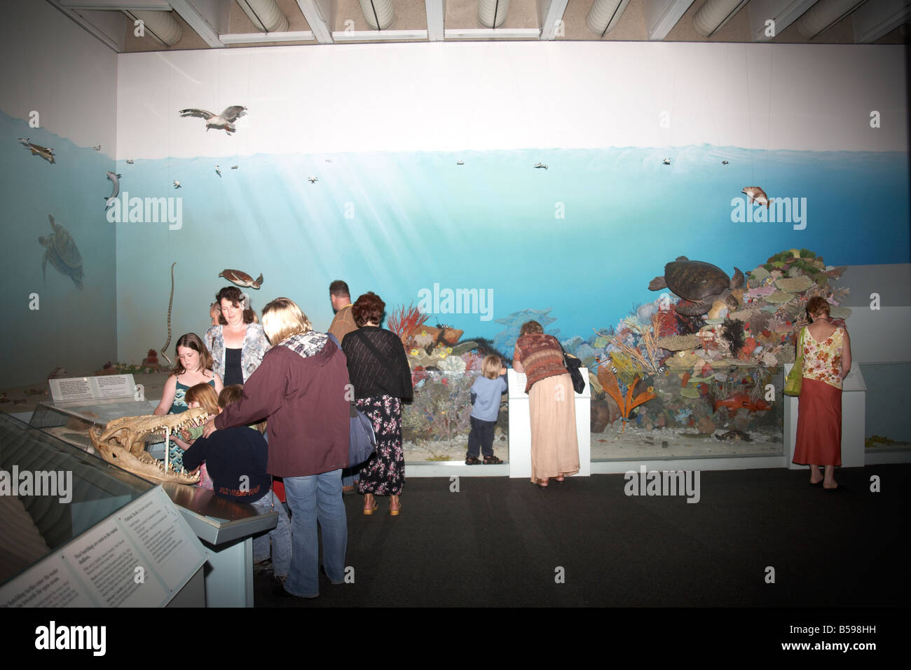 Natur-Museum Besucher das Meeresleben in Brisbane Queensland QLD Australien Stockfoto