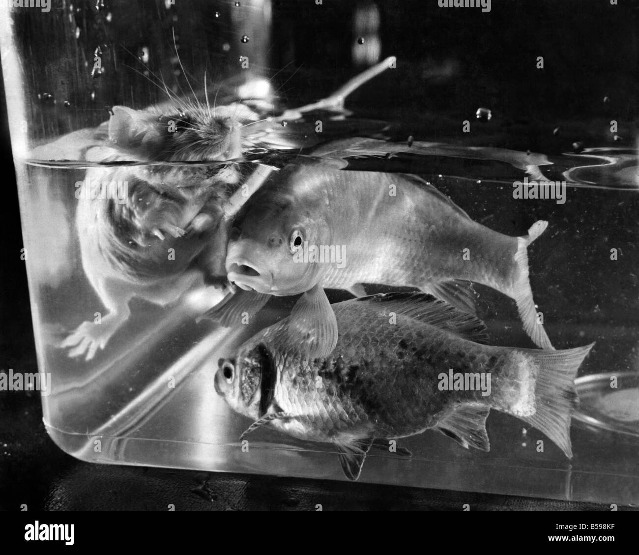 Eine weiße Maus schwimmen in der Privatsphäre Ihres eigenen Panzer stoßen ist fast genug, um alle Goldfische Keuchen. Diese kleine Maus mit dem passenden Namen von Bobby Mc-Gregor, macht regelmäßig seinen Goldfisch Nachbarn gehen ein wenig Grün rund um die Kiemen. Bobby, kann einfach nicht mit dem Stil der Meister Schwimmer, widerstehen immer in das Schwimmen in ihren Tank zu Hause von seinem Besitzer, 15-Year-Old Evan McAllister, in Oxgang-Platz, Kirkintilloch, in der Nähe von Glasgow. Hause, denken die Goldfische, hat die Privatsphäre, ein Goldfischglas. Juni 1969 P007363 Stockfoto