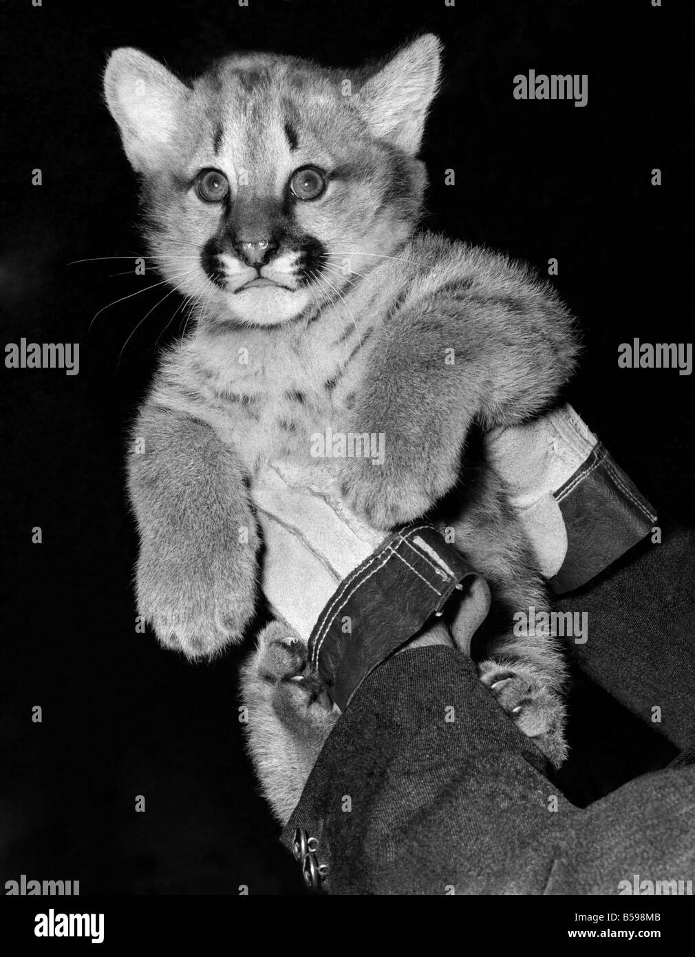 Baby Elsa auf Ansicht im London Zoo für die erste Zeit heute ist der weiblichen Puma Cub Essa. Sie wurde am 10. November mit Lola und Vater Sabre, geboren. PUMA jungen, im Gegensatz zu ihren grau braun beschichtet, Eltern, sind bei der Geburt entdeckt und diese Markierungen allmählich verblassen, wenn sie älter werden. Säbel der Vater war einst das Maskottchen der Cougar-Geschwader von der Royal Canadian Air Force, die im Sabre Jets flogen. Wenn er aber er zu grosse, eine Vorliebe für die Köchin Bein, nahm also sie ihn in den London Zoo schickten wuchs Stockfoto