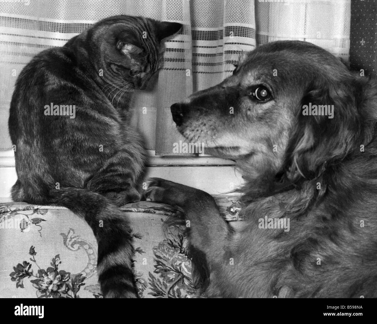 Sandy, die Hund und Yogi Bear die Katze zusammen zu spielen. Februar 1962 P007392 Stockfoto