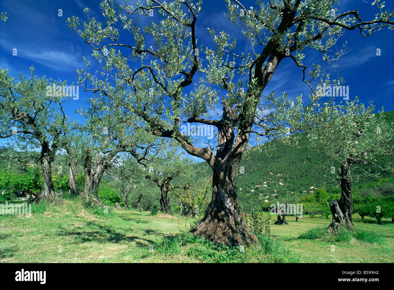 Bäume in einem Olivenhain in der Nyons Bezirk Drome Region von Frankreich D Maxwell Stockfoto