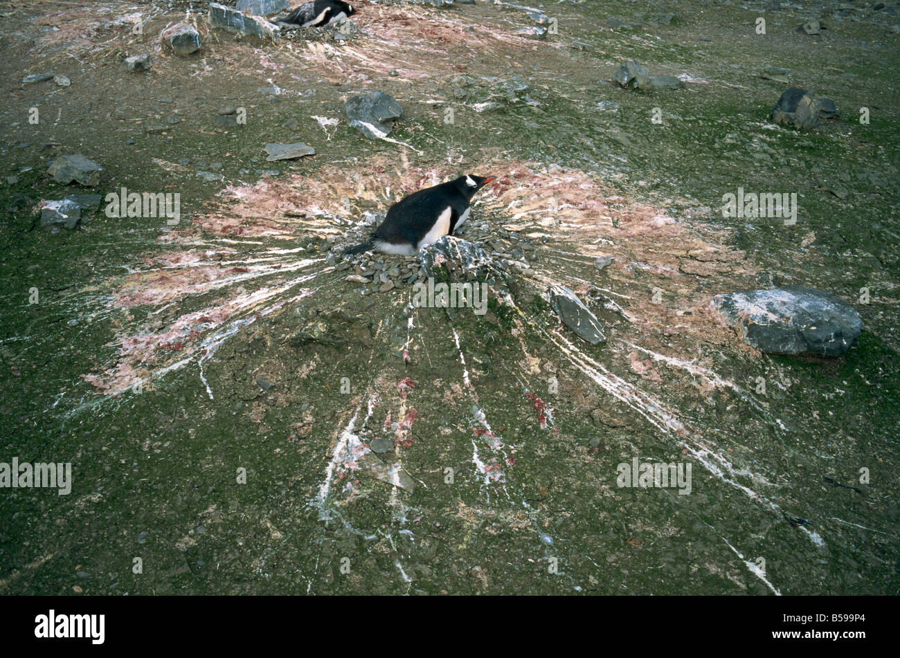 Gentoo Penguin während der Inkubation der Antarktis Polarregionen Stockfoto