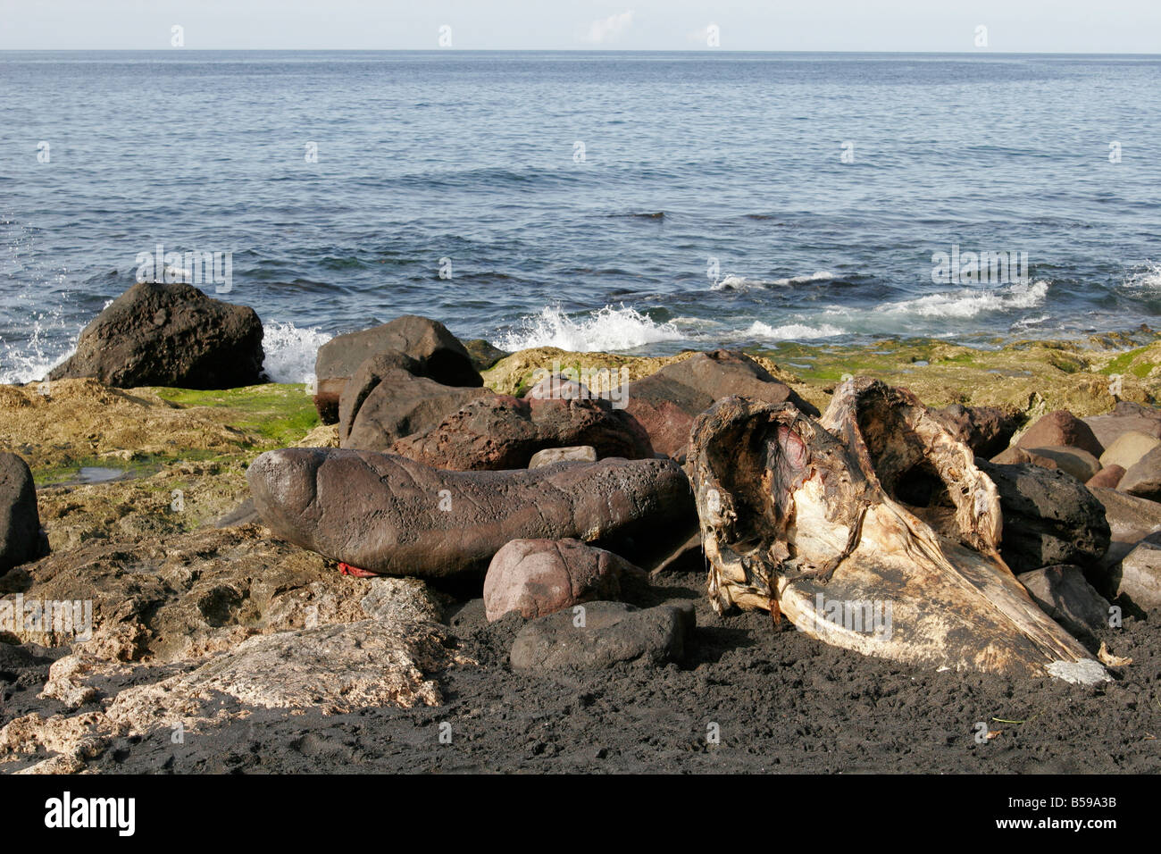 Pottwal Schädel, Walfang Dorf Lamalera, Lembata, Indonesien Stockfoto