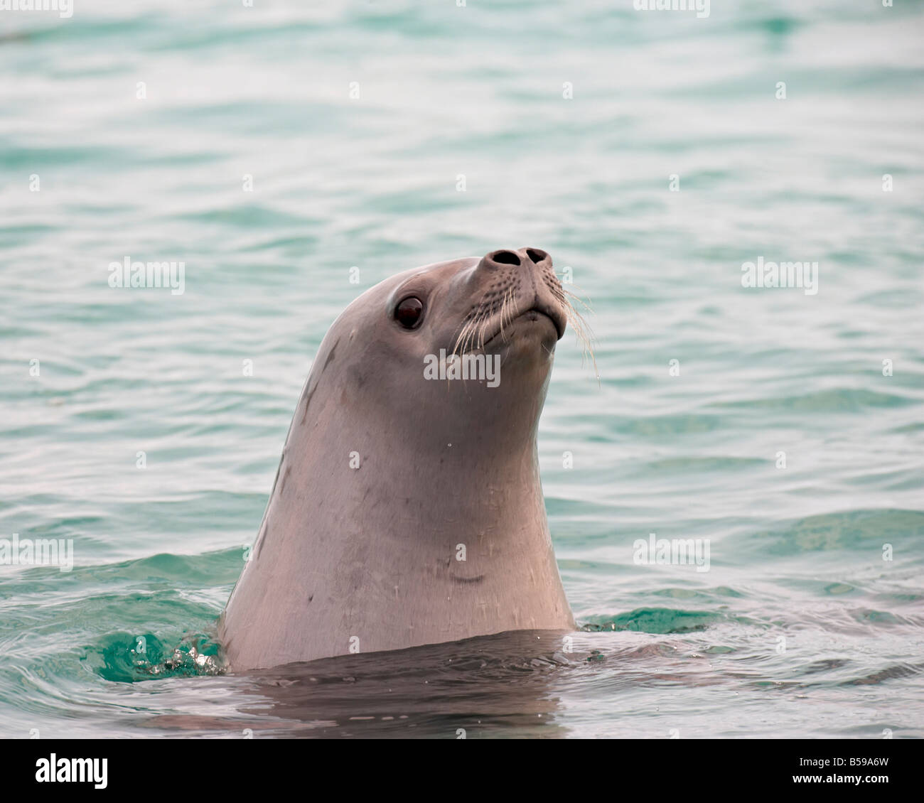 Krabbenfresserrobbe (Lobodon Carcinophagus), Dichtung Pleneau Island, antarktische Halbinsel, Antarktis, Polarregionen Stockfoto