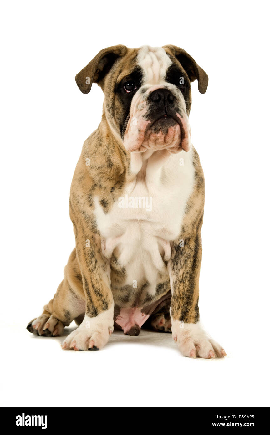 Bulldogge Welpen isoliert auf weißem Hintergrund Stockfoto