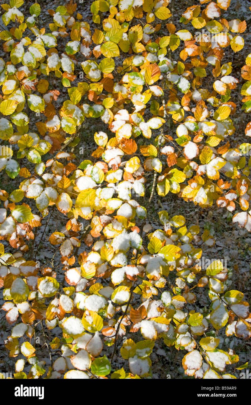 Herbstfärbung und Schnee bei Rothiemurchus Aviemore Badenoch und Strathspey Inverness-Shire Highland Region Schottland UK Stockfoto