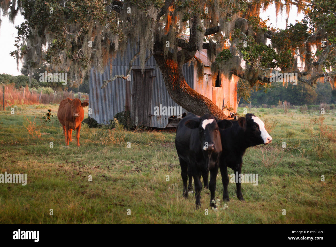 Chupacabra Sichtung Stockfoto