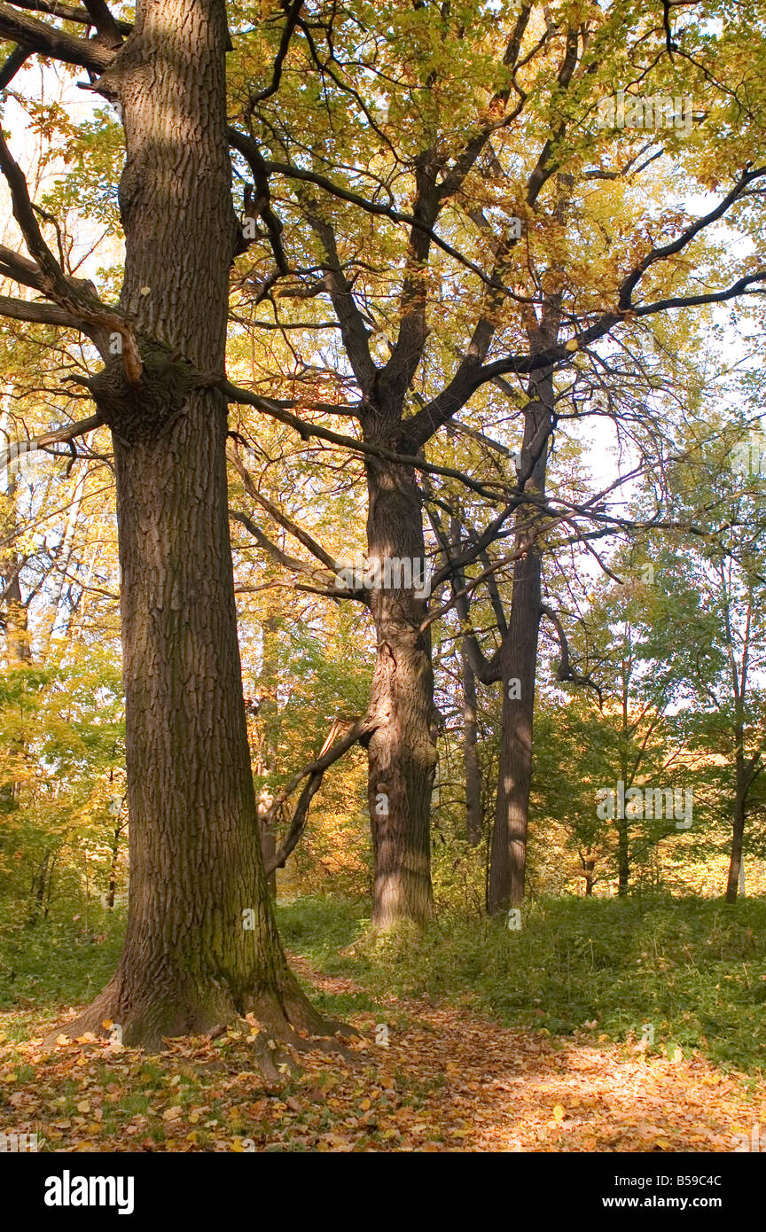 Farben des Herbstes im Park Moskau Stockfoto