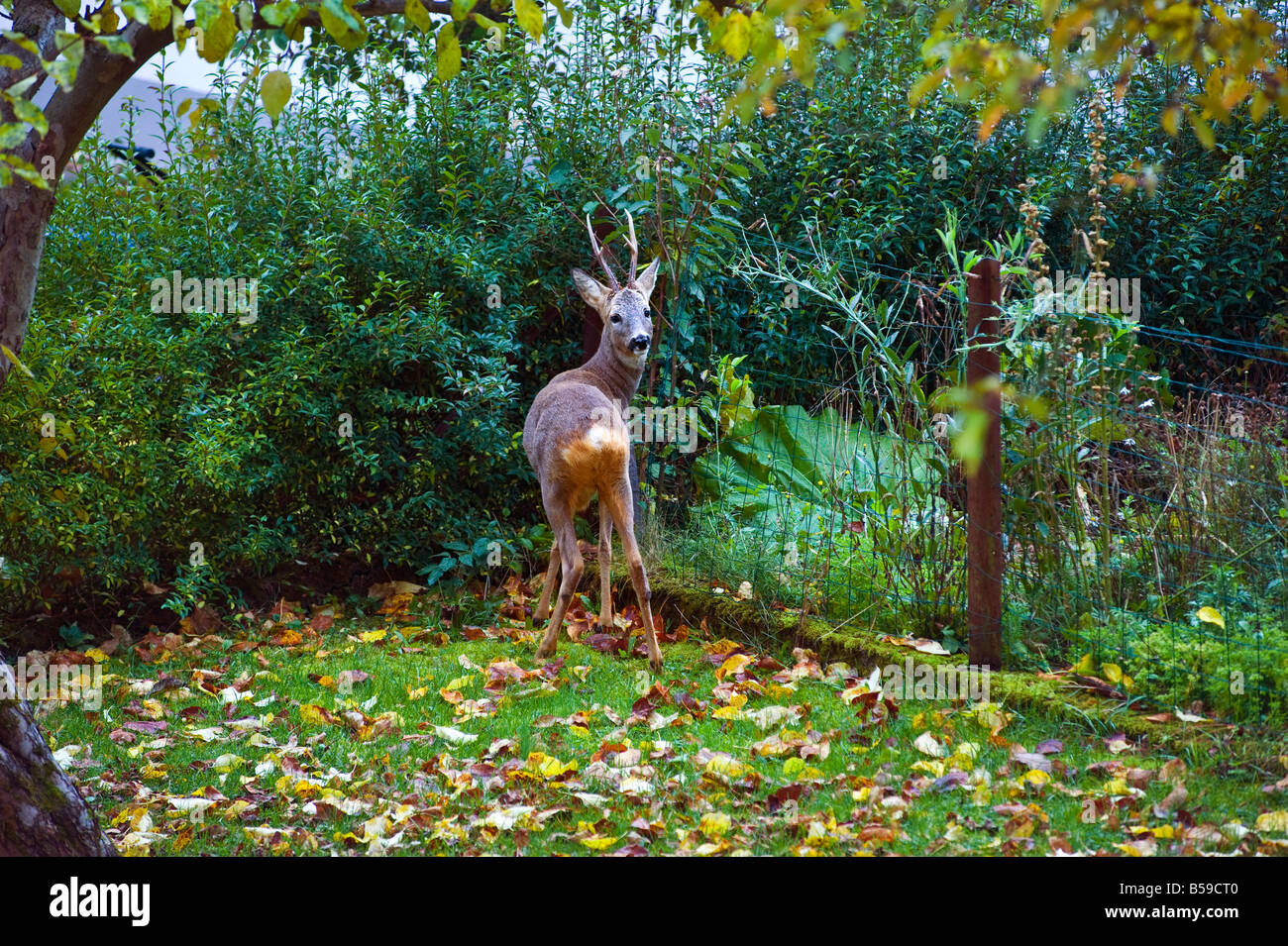 Hirsch in einem Surburban Villa Garten Stockfoto