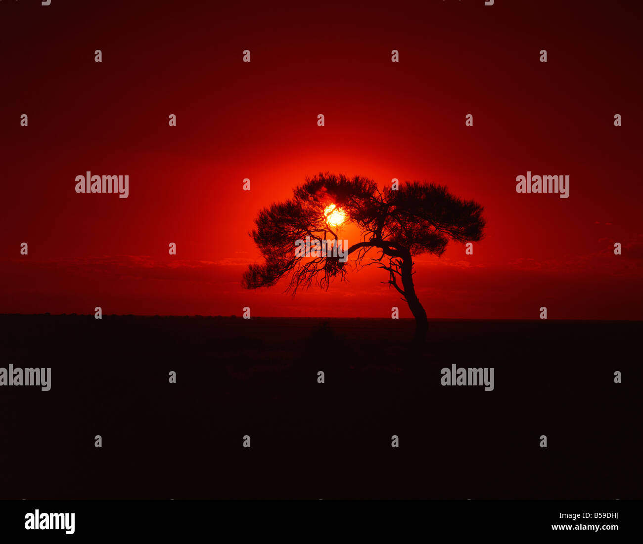 Sonnenuntergang, Mundi Mundi Plains, New South Wales, Australien, Pacific Stockfoto