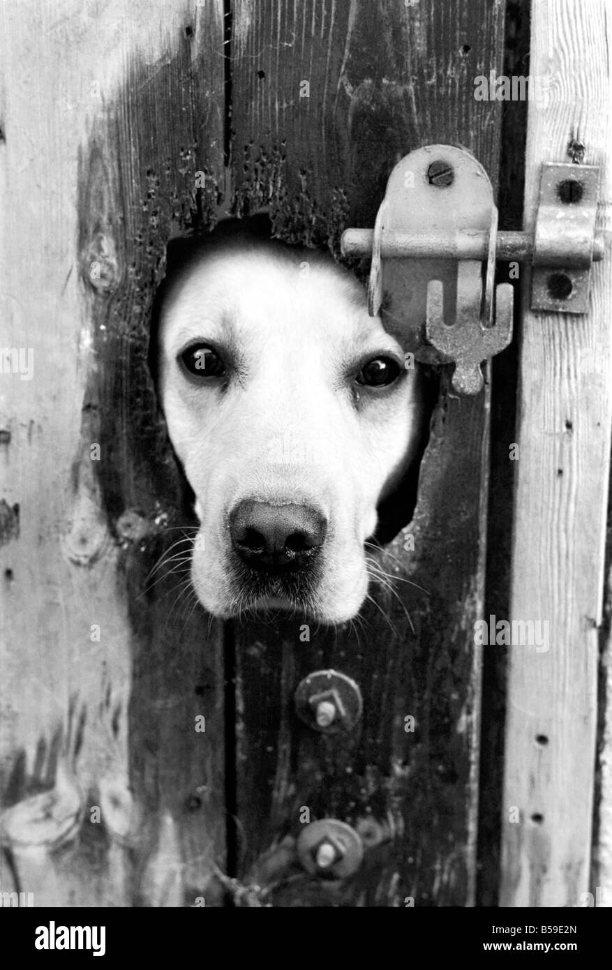 Ein Labrador steckt seinen Kopf durch eine verriegelte Tür am Frant Zwingern in Southam in der Nähe von Tonbridge, die alle Arten von Welpen und Hunde in der Einrichtung. Sie sind alle Stammbaum. August 1977 77-04328-002 Stockfoto