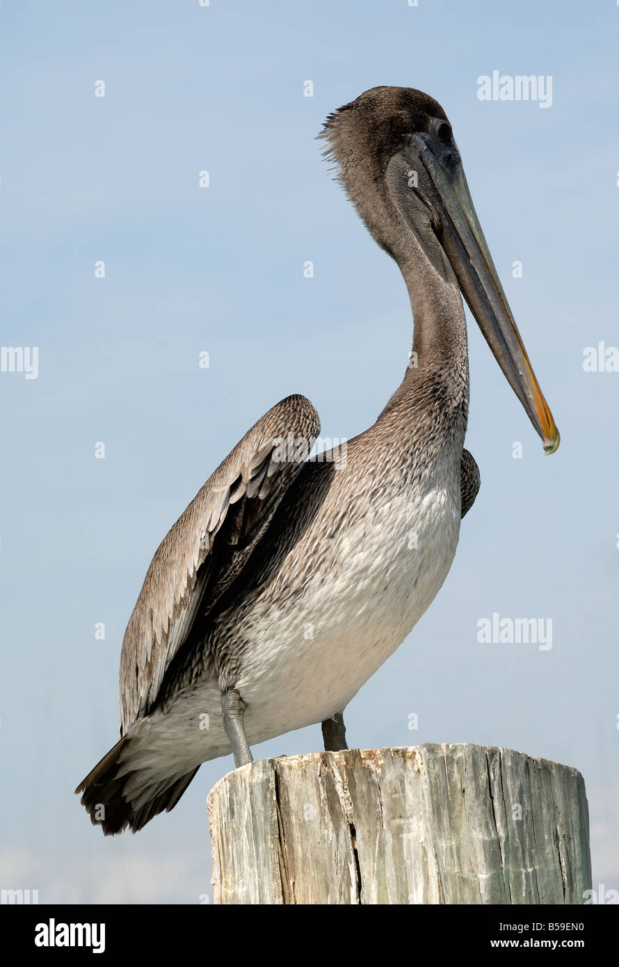 Pelikan in Corpus Christi, TX, USA Stockfoto