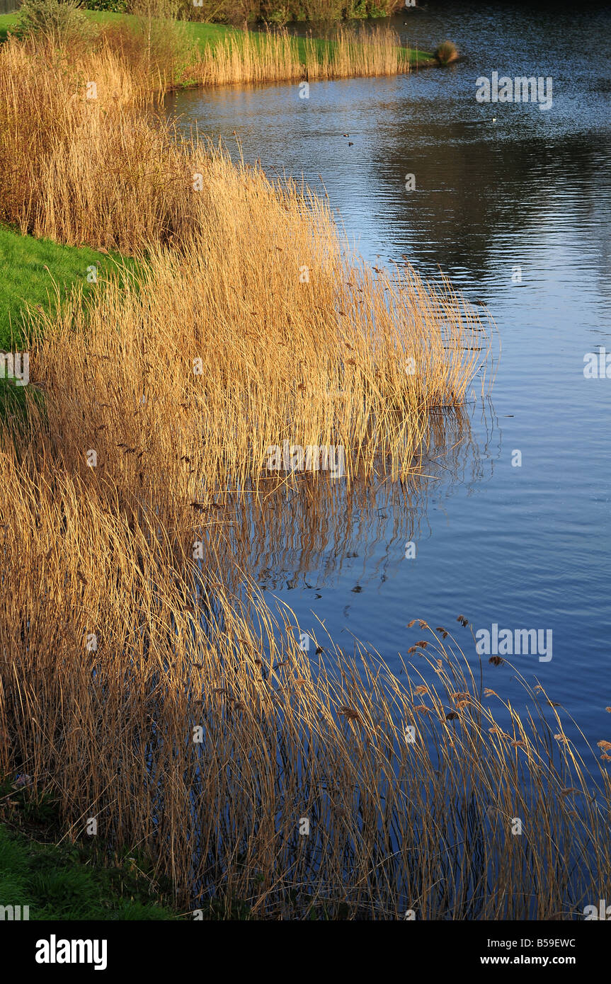Schilf in der Abendsonne in Phoenix Park Dublin Irland Stockfoto