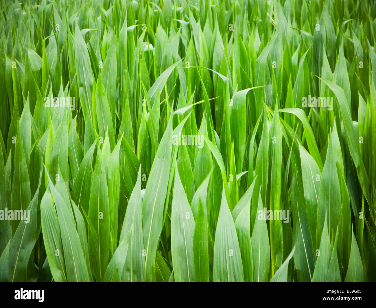 Mais Pflanzen hautnah Stockfoto