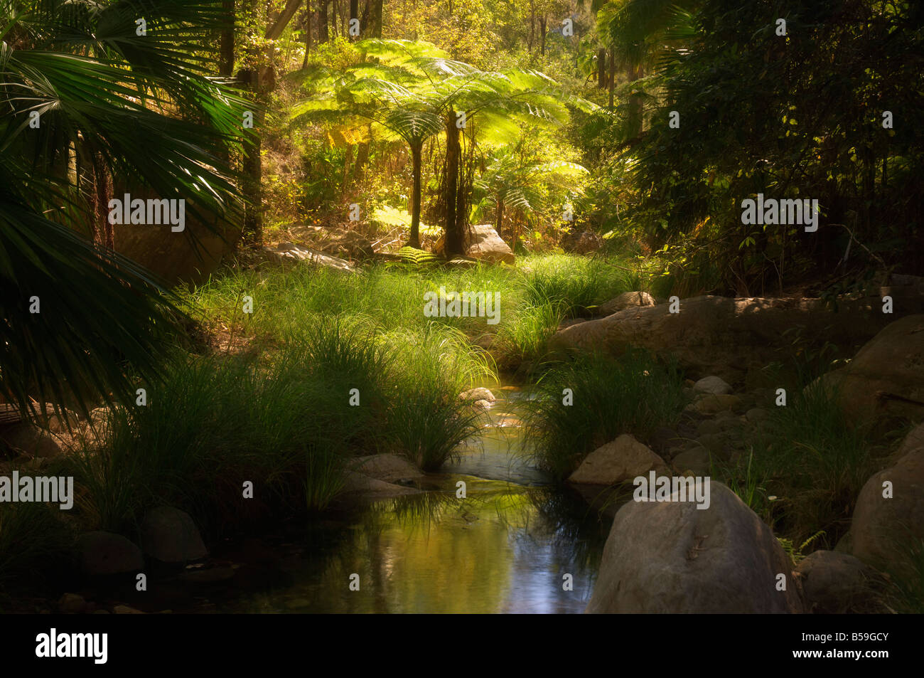 Baumfarne, Moosgarten, Carnarvon Gorge, Carnarvon Nationalpark, Queensland, Australien, Pazifik Stockfoto