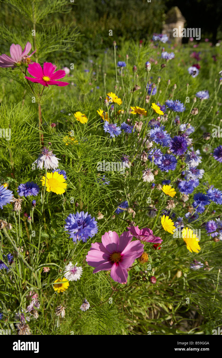 viele Farben von wilden Blumen auf einer Wiese in England im Sommer Stockfoto