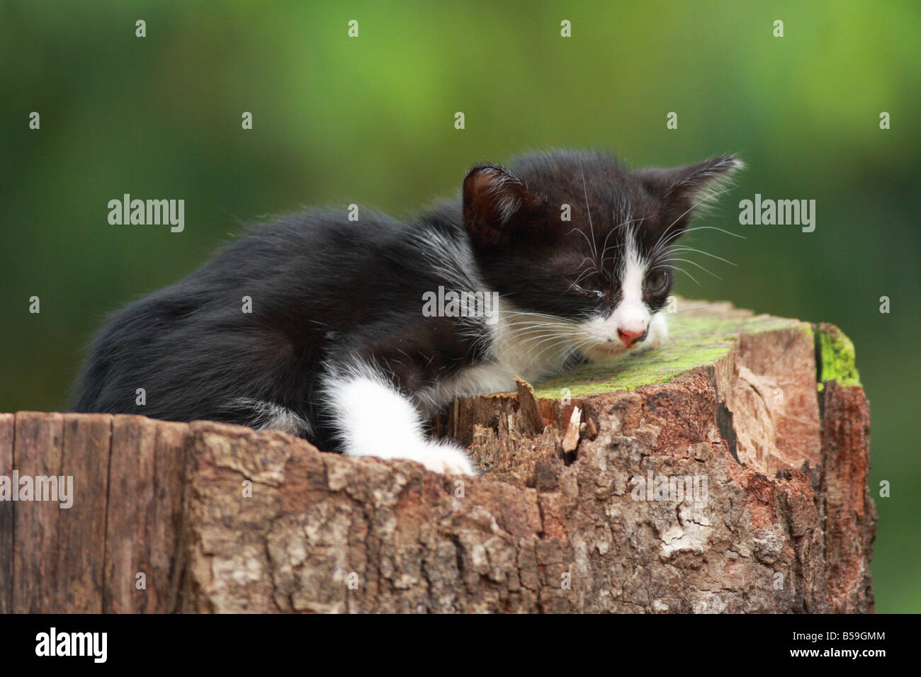 Das kleine Kätzchen auf dem Spielplatz spielen. Stockfoto