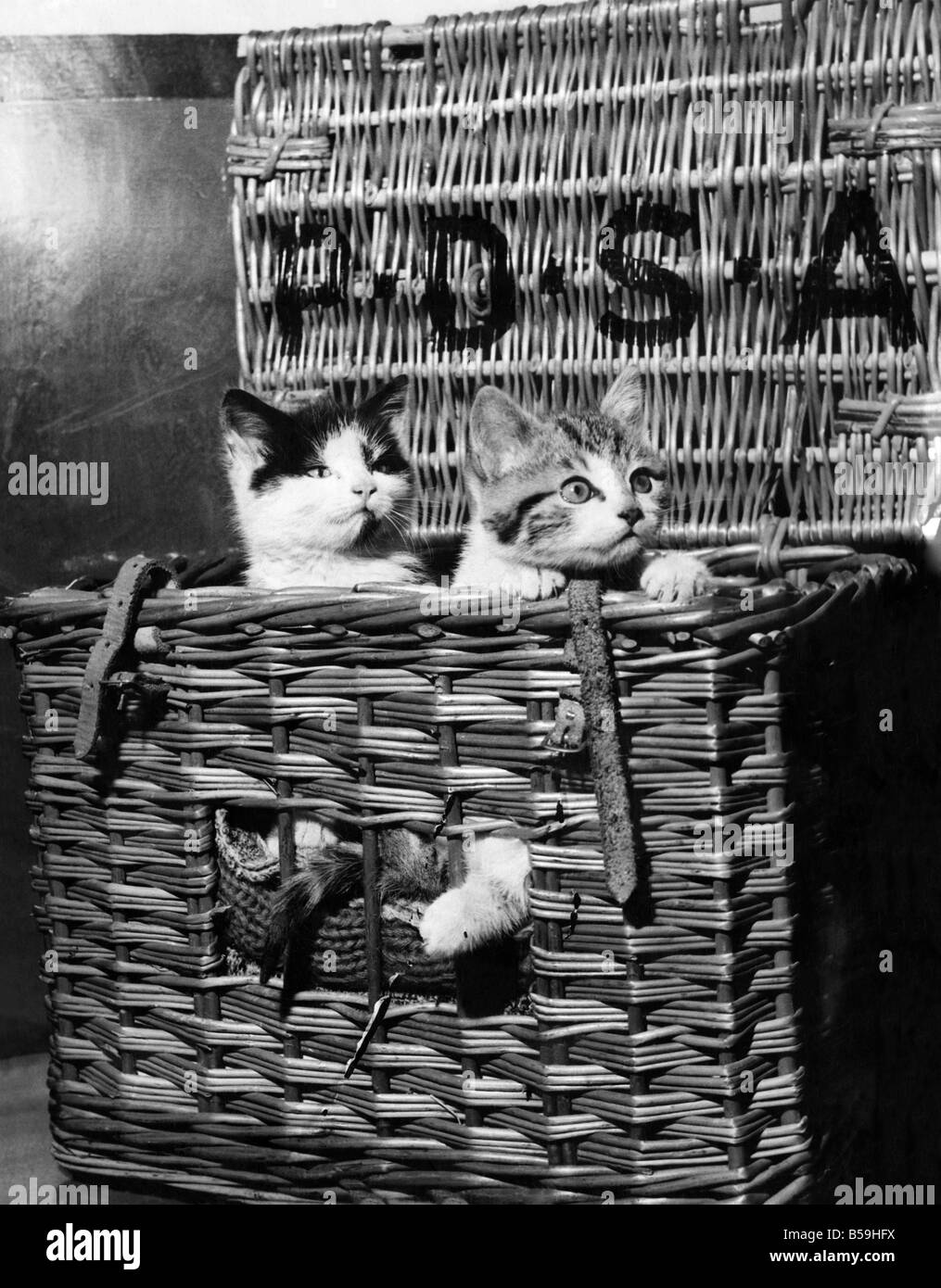 Zwei Kätzchen posieren in ihren Reisen Korb für die PDSA bringen Bewusstsein in die Menge Haustiere nach ihren Besitzern Umzug verloren. . Juli 1958 P007480 Stockfoto