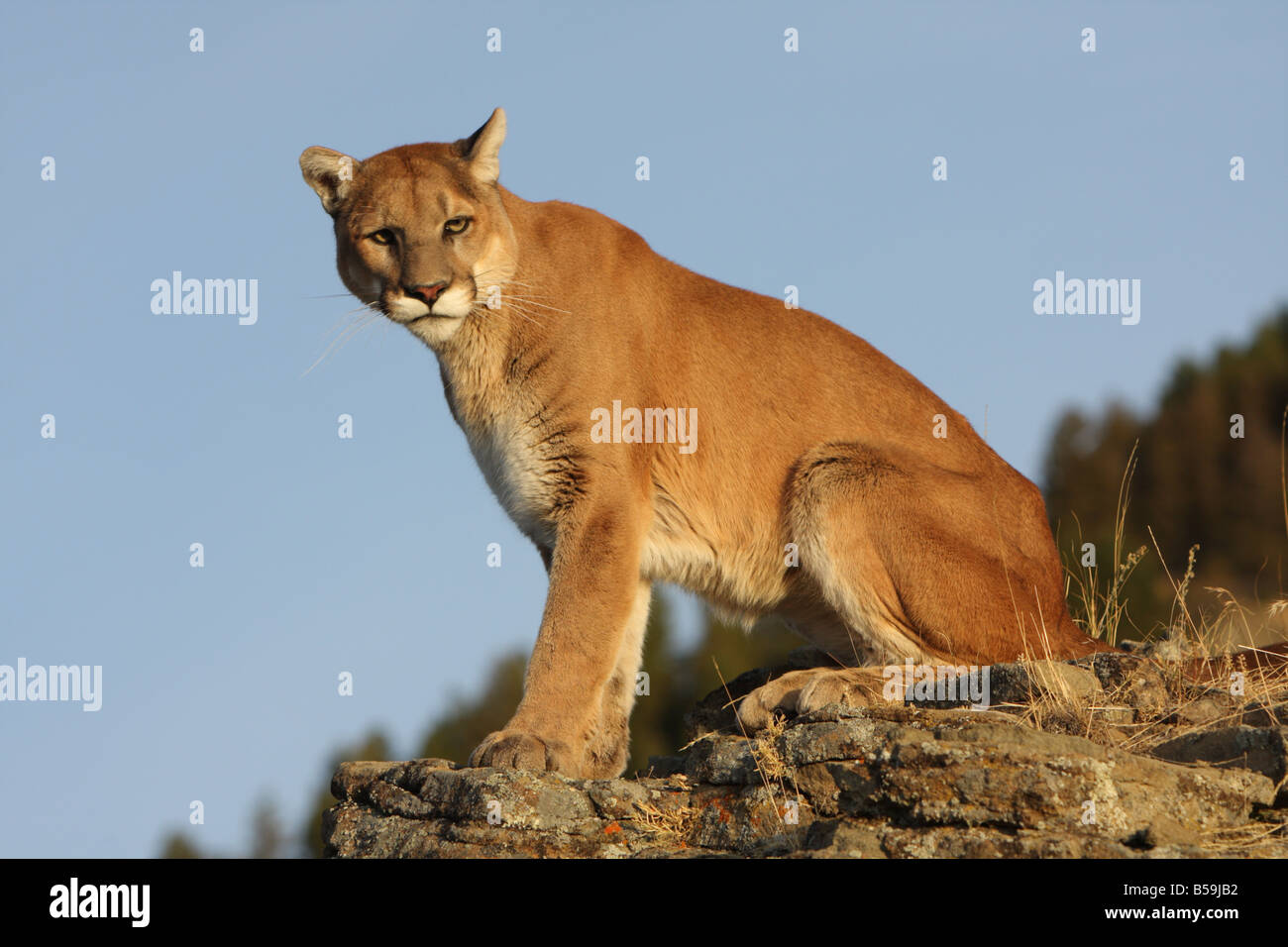 Berglöwe im Morgenlicht Stockfoto